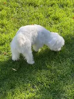 Mortie, a male Maltese for sale in Cleveland, OH – Photo 3 of 4