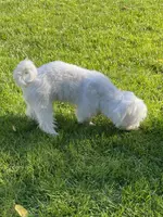 Mortie, a male Maltese for sale in Cleveland, OH – Photo 1 of 4