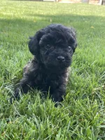 Brown and black eyebrows. SOLD, a female Poodle - Miniature  for sale in Cleveland, OH – Photo 6 of 10