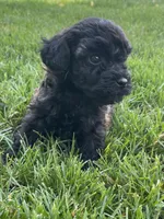 Brown and black eyebrows. SOLD, a female Poodle - Miniature  for sale in Cleveland, OH – Photo 2 of 10