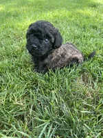 Brown and black eyebrows. SOLD, a female Poodle - Miniature  for sale in Cleveland, OH – Photo 10 of 10