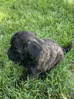 Brown and black eyebrows. SOLD, a female Poodle - Miniature  for sale in Cleveland, OH – Photo 4 of 10