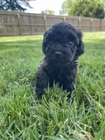 Brown and black eyebrows. SOLD, a female Poodle - Miniature  for sale in Cleveland, OH – Photo 9 of 10