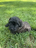 Brown and black eyebrows. SOLD, a female Poodle - Miniature  for sale in Cleveland, OH – Photo 3 of 10