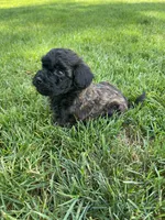 Brown and black eyebrows. SOLD, a female Poodle - Miniature  for sale in Cleveland, OH – Photo 8 of 10
