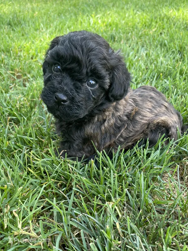 Brown and black eyebrows. SOLD