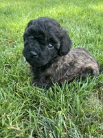 Brown and black eyebrows. SOLD, a female Poodle - Miniature  for sale in Cleveland, OH – Photo 1 of 10