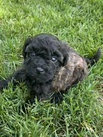 Brown and black eyebrows. SOLD, a female Poodle - Miniature  for sale in Cleveland, OH – Photo 7 of 10