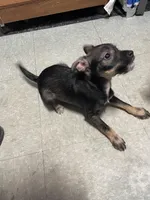 Jasper, a male Miniature Schnauzer for sale in Cleveland, OH – Photo 7 of 10