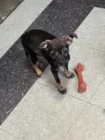 Jasper, a male Miniature Schnauzer for sale in Cleveland, OH – Photo 4 of 10