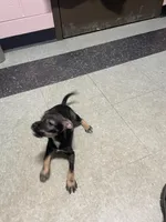 Jasper, a male Miniature Schnauzer for sale in Cleveland, OH – Photo 9 of 10