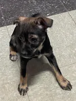 Jasper, a male Miniature Schnauzer for sale in Cleveland, OH – Photo 2 of 10