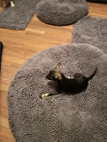 Jasper, a male Miniature Schnauzer for sale in Cleveland, OH – Photo 6 of 10