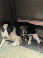 Jasper, a male Miniature Schnauzer for sale in Cleveland, OH – Photo 5 of 10