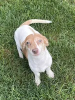 Ellie, a female Dachshund and Chihuahua for sale in Cleveland, OH – Photo 2 of 7