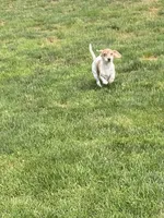 Ellie, a female Dachshund and Chihuahua for sale in Cleveland, OH – Photo 3 of 7