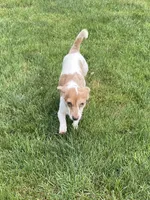 Ellie, a female Dachshund and Chihuahua for sale in Cleveland, OH – Photo 6 of 7