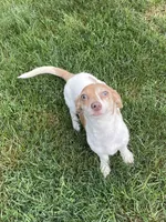 Ellie, a female Dachshund and Chihuahua for sale in Cleveland, OH – Photo 4 of 7