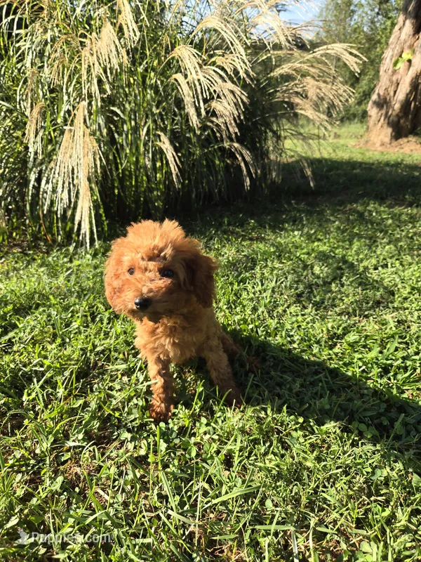 Octavia – Poodle - Toy  puppy for sale in Liberty, KY