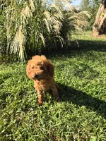 Octavia, a female Poodle - Toy  for sale in Liberty, KY – 1 of 4