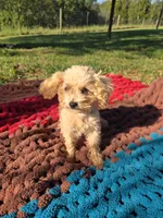 Olive, a female Poodle - Toy  for sale in Liberty, KY – 1 of 4