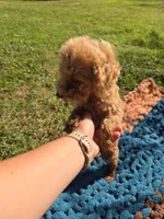 Oscar, a male Poodle - Toy  for sale in Liberty, KY – 3 of 3
