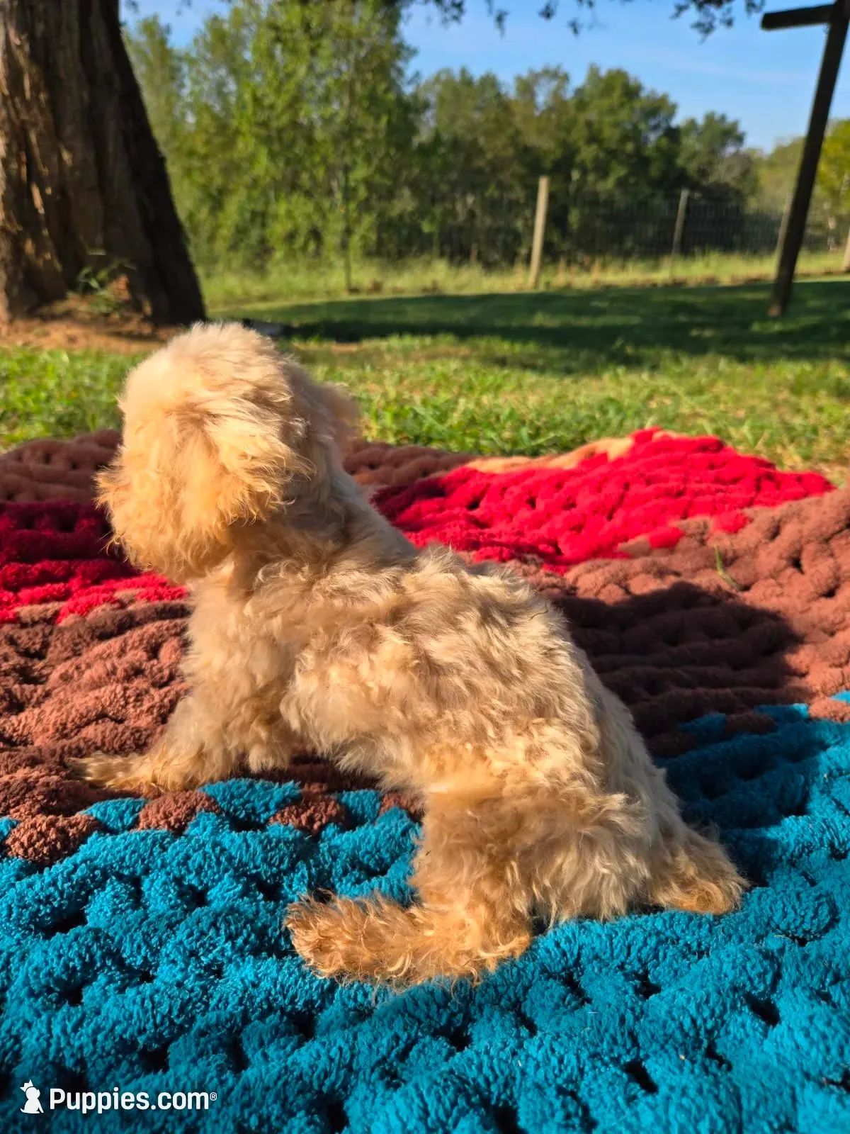 Olive, a female Poodle - Toy  for sale in Liberty, KY – 1 of 4