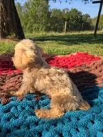 Olive, a female Poodle - Toy  for sale in Liberty, KY – 2 of 4