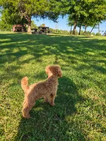 Oscar, a male Poodle - Toy  for sale in Liberty, KY – 2 of 3