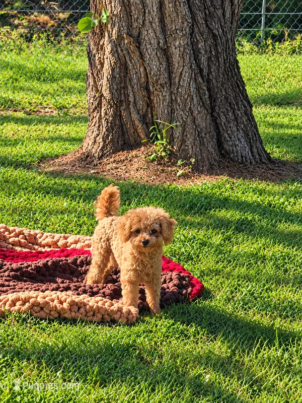 Oscar – Poodle - Toy  puppy for sale in Liberty, KY