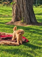 Oscar, a male Poodle - Toy  for sale in Liberty, KY – 1 of 3