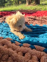 Olive, a female Poodle - Toy  for sale in Liberty, KY – 4 of 4