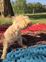 Olive, a female Poodle - Toy  for sale in Liberty, KY – 3 of 4