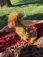 Octavia, a female Poodle - Toy  for sale in Liberty, KY – 4 of 4