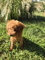 Octavia, a female Poodle - Toy  for sale in Liberty, KY – 3 of 4