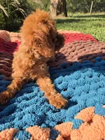 Octavia, a female Poodle - Toy  for sale in Liberty, KY – 2 of 4
