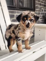 Mini , a female Shiba Inu and Poodle - Miniature  for sale in New Vienna, OH – 2 of 7