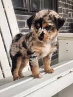 Mini , a female Shiba Inu and Poodle - Miniature  for sale in New Vienna, OH – 3 of 7