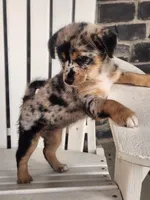 Mini , a female Shiba Inu and Poodle - Miniature  for sale in New Vienna, OH – 7 of 7