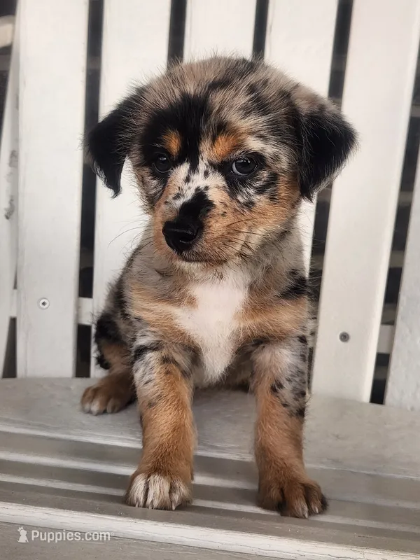 Mini  – Shiba Inu puppy for sale in New Vienna, OH