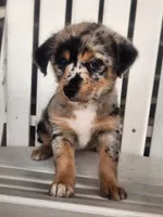 Mini , a female Shiba Inu and Poodle - Miniature  for sale in New Vienna, OH – 1 of 7