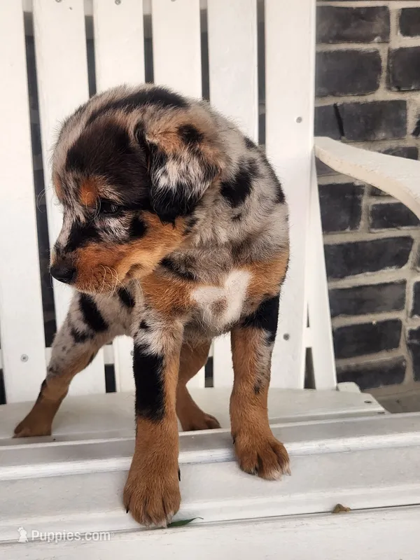 Willie – Shiba Inu puppy for sale in New Vienna, OH