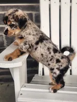 Mini , a female Shiba Inu and Poodle - Miniature  for sale in New Vienna, OH – 4 of 7