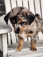 Mini , a female Shiba Inu and Poodle - Miniature  for sale in New Vienna, OH – 6 of 7