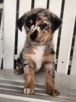 Mini , a female Shiba Inu and Poodle - Miniature  for sale in New Vienna, OH – 5 of 7