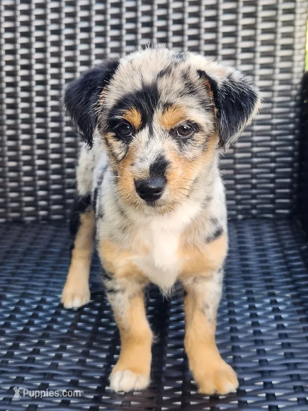 Mini  – Shiba Inu, Poodle - Miniature  puppy for sale in New Vienna, OH