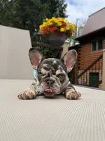 Rolo , a male French Bulldog for sale in Sodus, NY – 5 of 5
