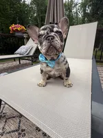 Rolo , a male French Bulldog for sale in Sodus, NY – 4 of 5