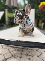 Rolo , a male French Bulldog for sale in Sodus, NY – 3 of 5