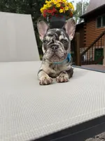 Rolo , a male French Bulldog for sale in Sodus, NY – 2 of 5